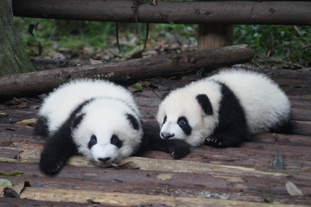 Chengdu Research Base of Giant Panda Breeding