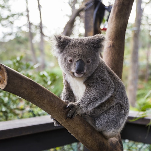 WILD LIFE Sydney Zoo