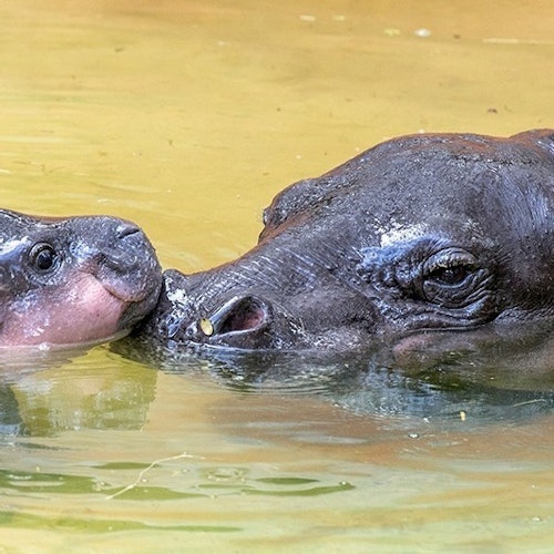 Zoo de Miami