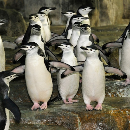 Zoológico de Central Park