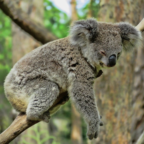 Australian Reptile Park