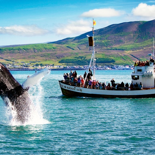 Whale watching in Iceland