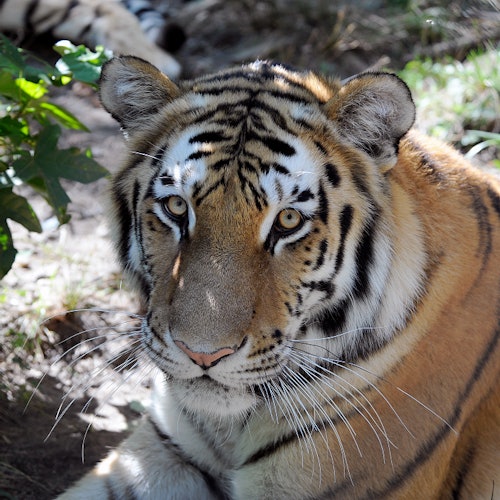 Bronx Zoo New York