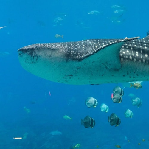 Georgia Aquarium