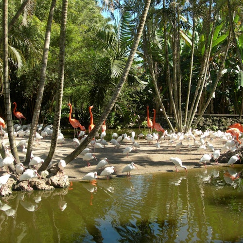 Jardines Flamingo
