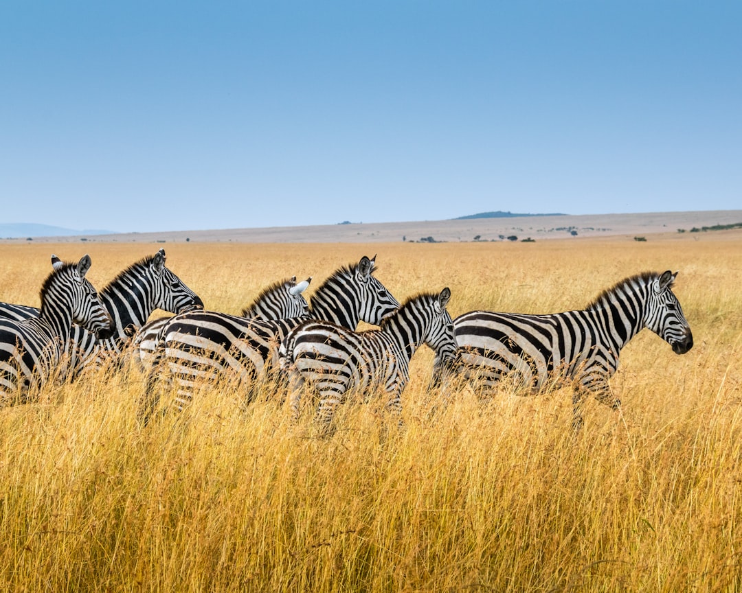 Safári fotográfico em Masai Mara