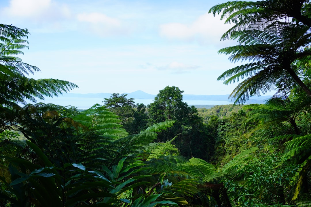 Floresta de Daintree