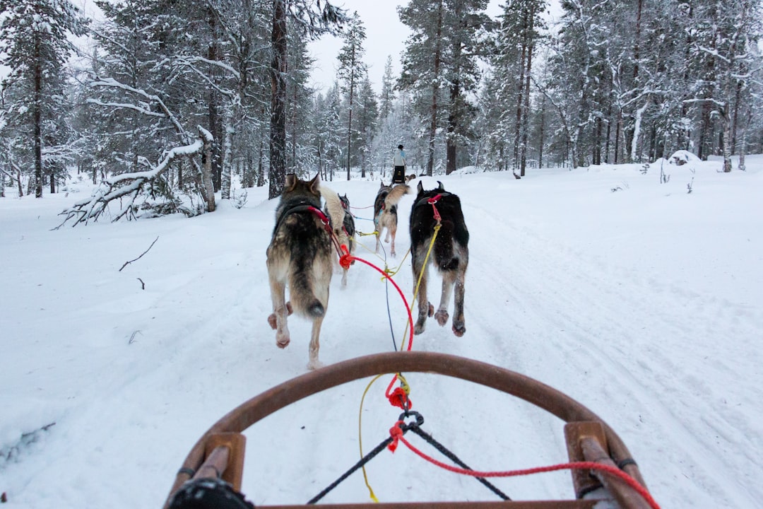 Safari de perros husky