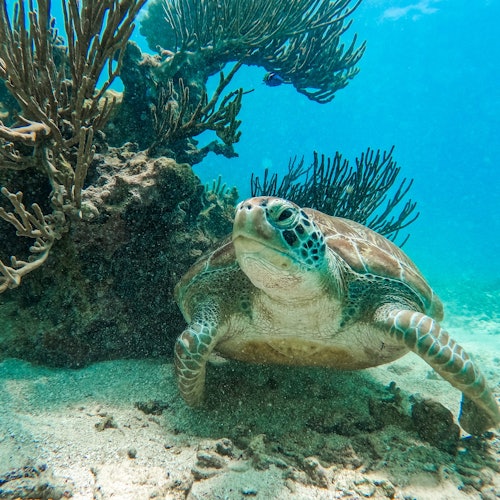 Snorkeling in Tulum