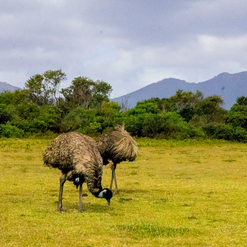 Parque Nacional de Wilsons Promontory