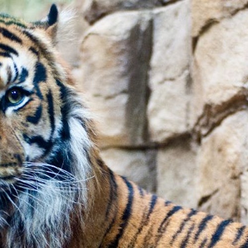 Zoo de Londres