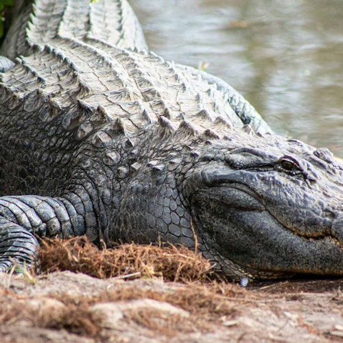 Gatorland Orlando