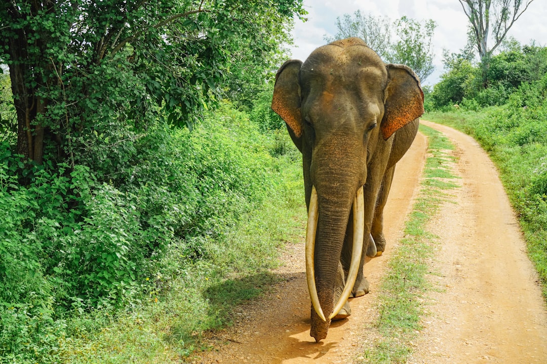 Morro do Elefante