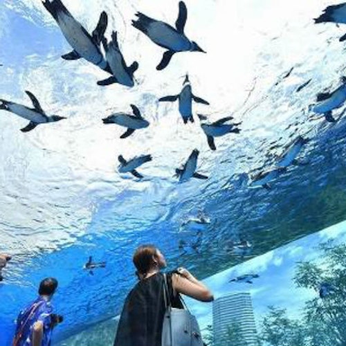 Sunshine-Aquarium
