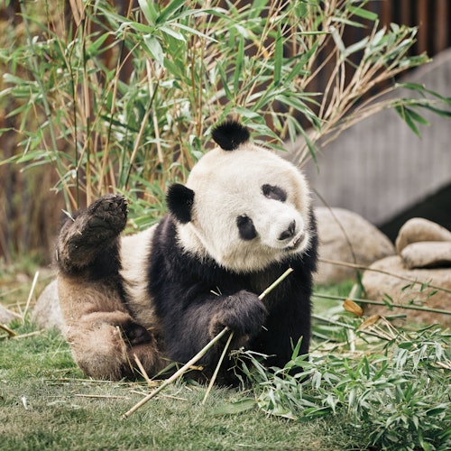 Copenhagen Zoo