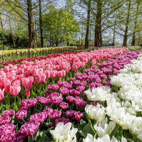 Keukenhof Day Trip
