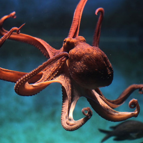 Acquario di Livorno