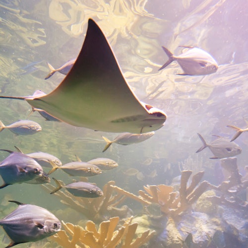 New England Aquarium