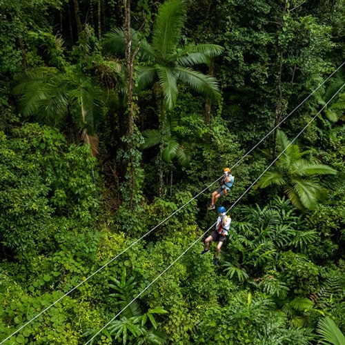 Aventura en las copas de los árboles Cape Tribulation