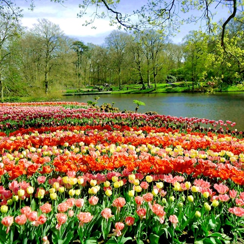 Jardim de Keukenhof