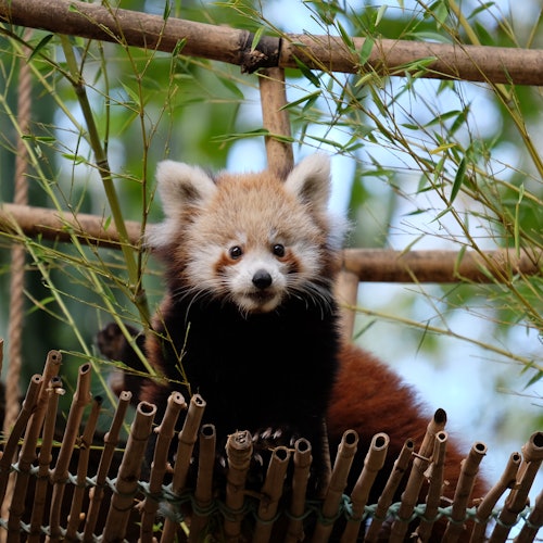 Zoológico de Lisboa