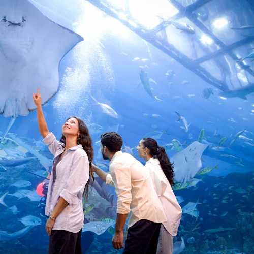 Dubai Aquarium and Underwater Zoo
