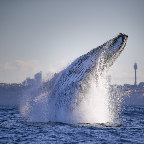 Whale Watching