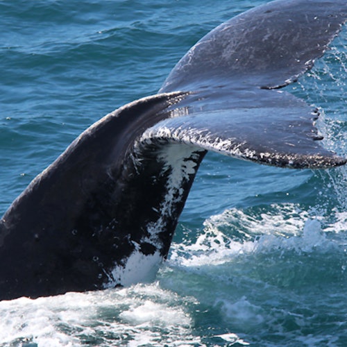 Avistamiento de ballenas en Gold Coast