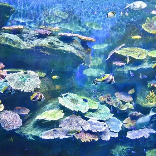 SEA LIFE Bangkok Ocean World