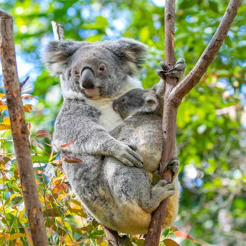Currumbin Wildlife Sanctuary