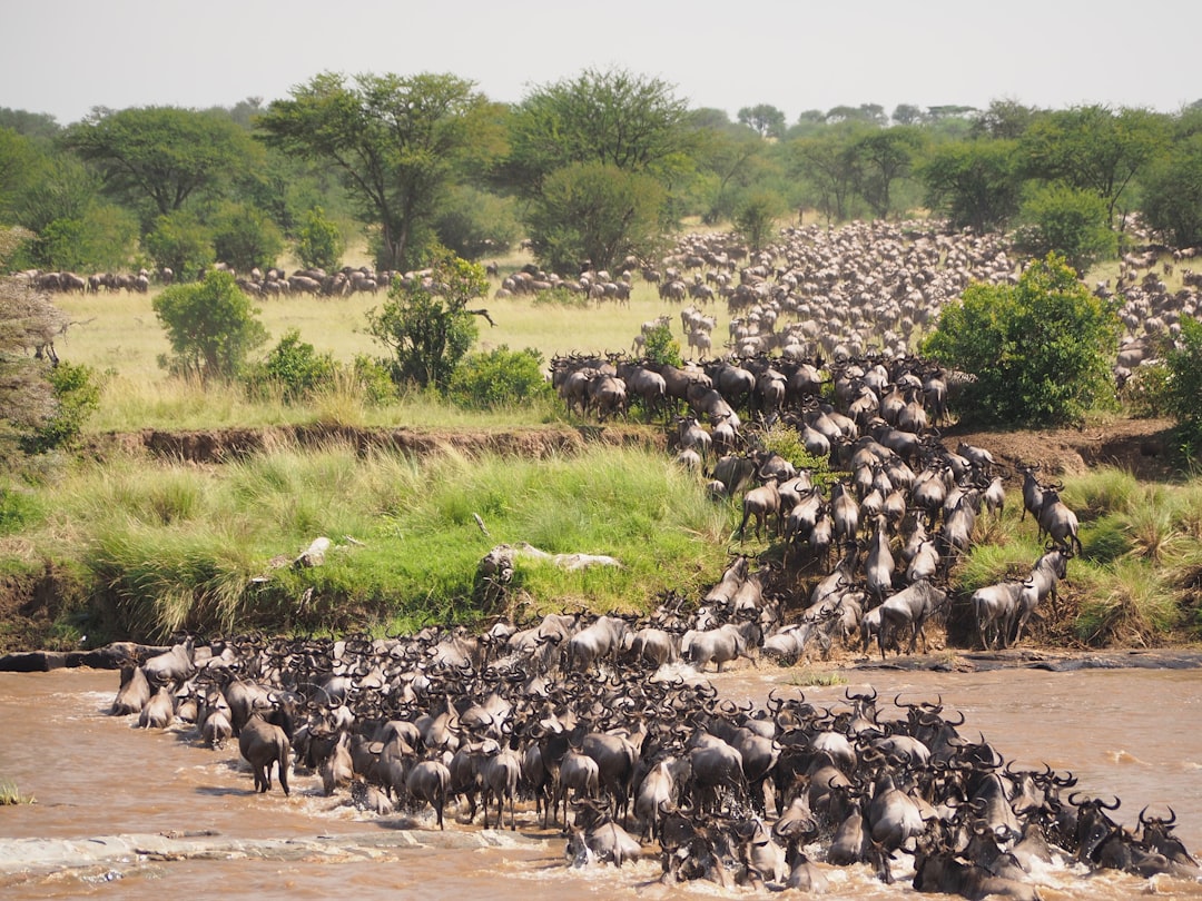 Narok