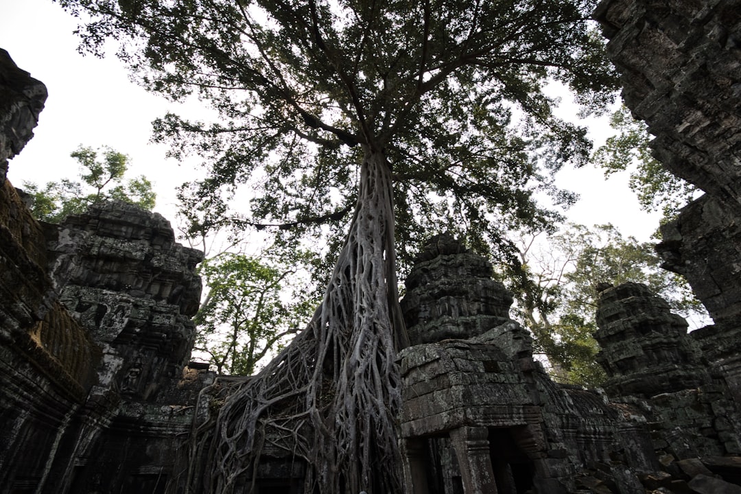 Ta Prohm Temple