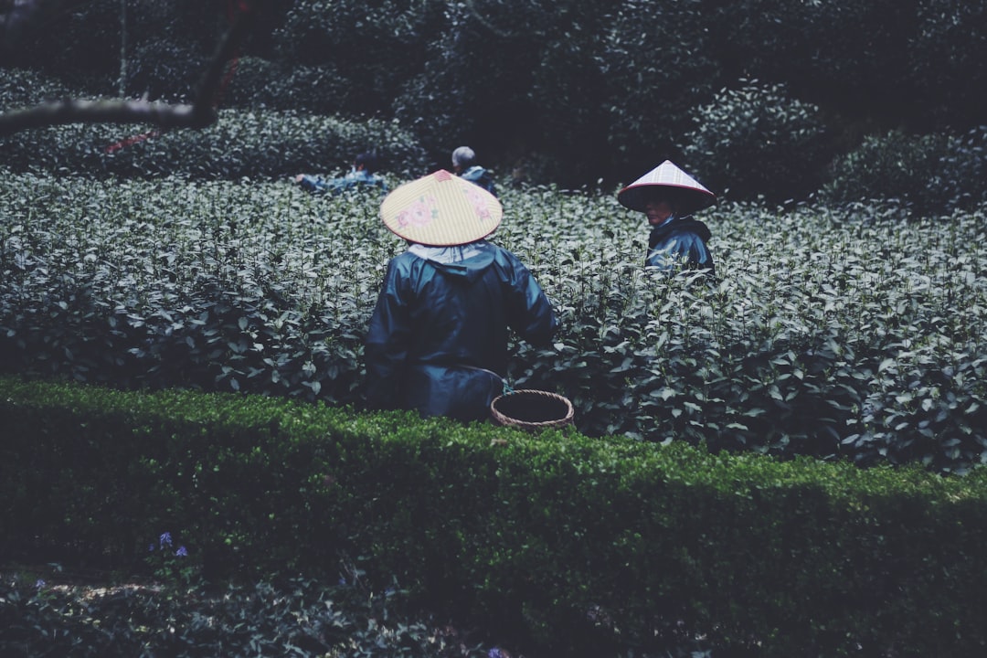 Longjing Tea Plantations