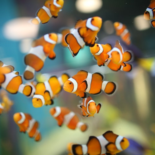 Ripley's Aquarium of Canada