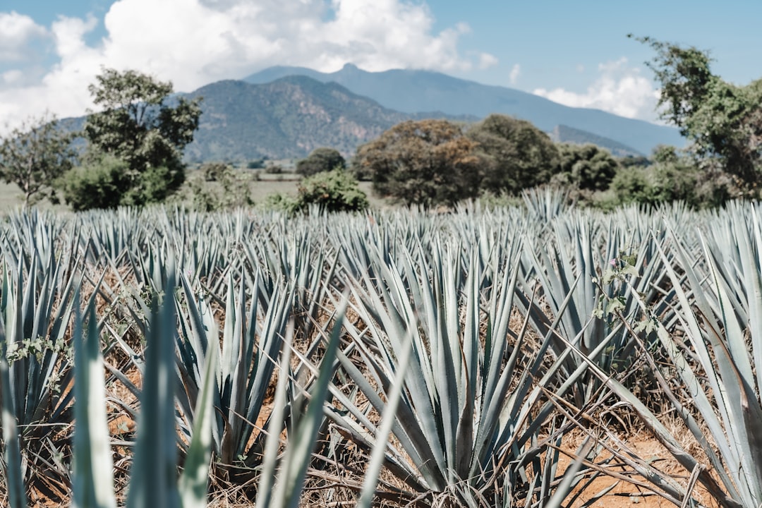 Ruta del Tequila