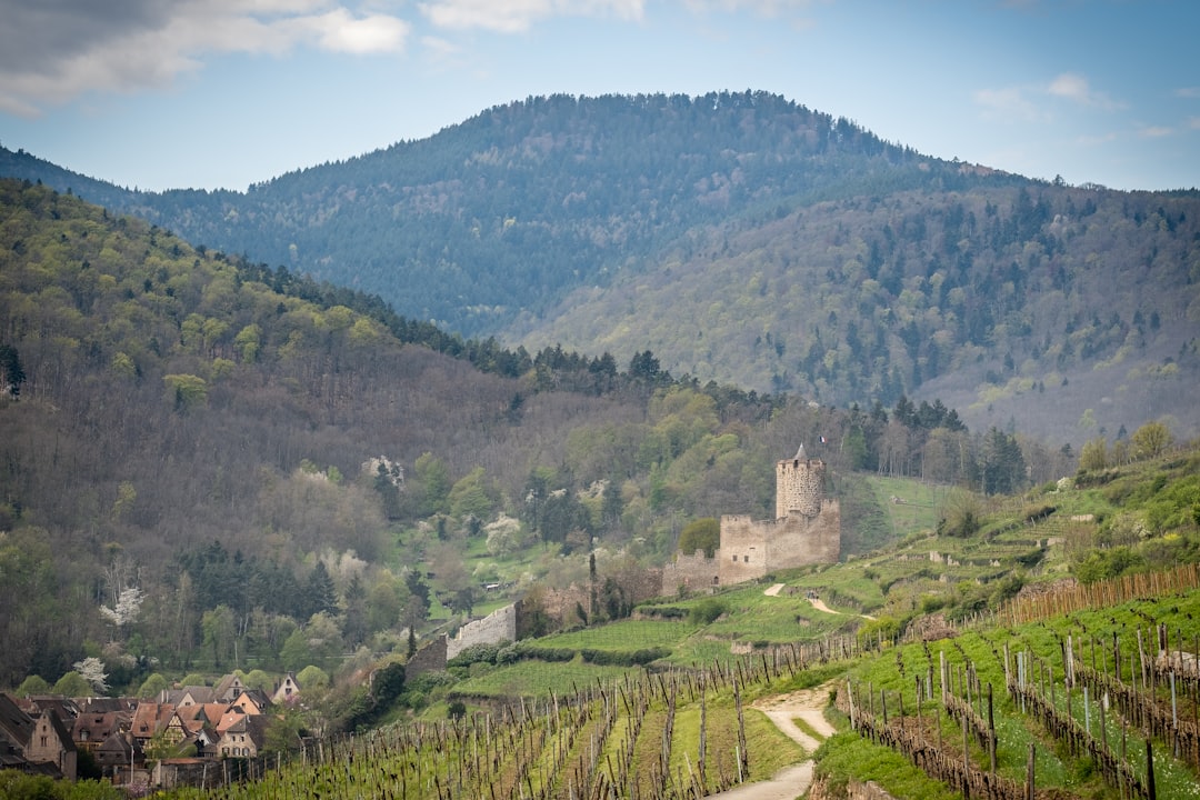 Kaysersberg Castle Ruins