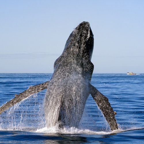 Sea World Cruises