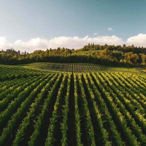 Napa