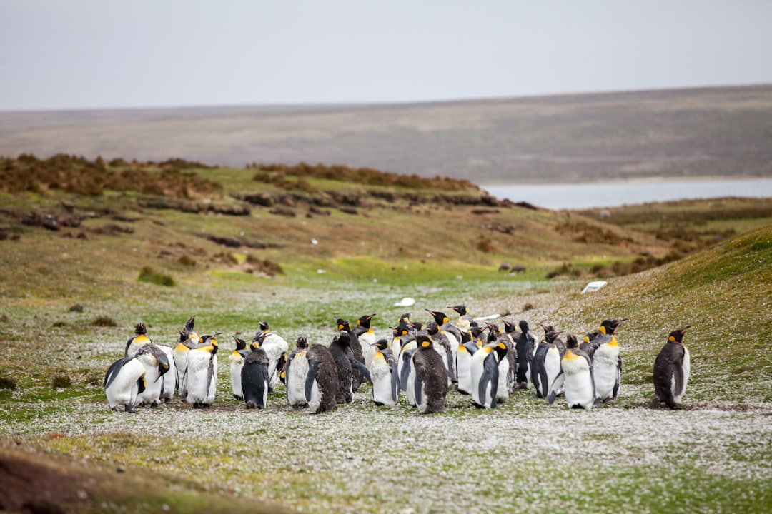 Magdalena Island Penguin Colony