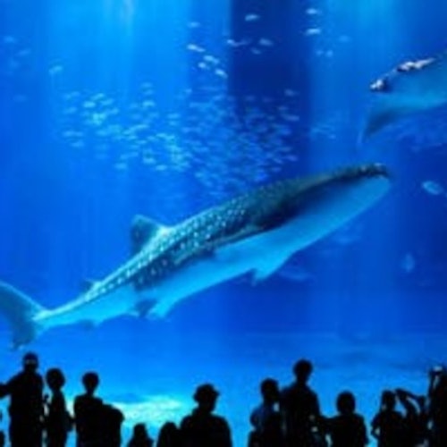 Churaumi Aquarium