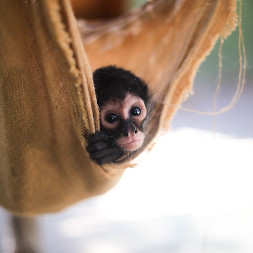 Akumal Monkey Sanctuary & Rescued Animals
