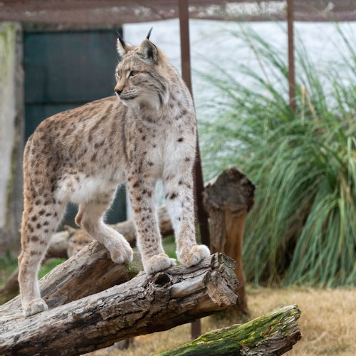 Zoo Koki
