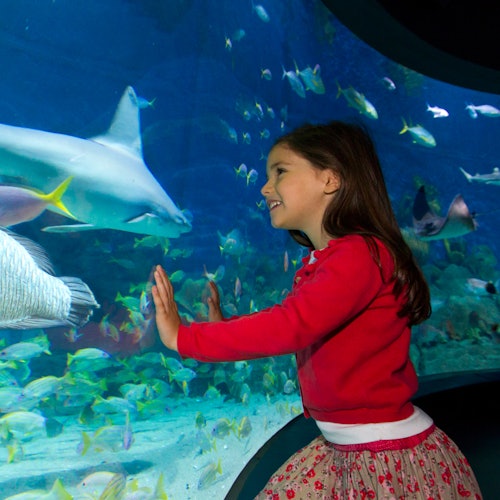 SEA LIFE Sydney Aquarium