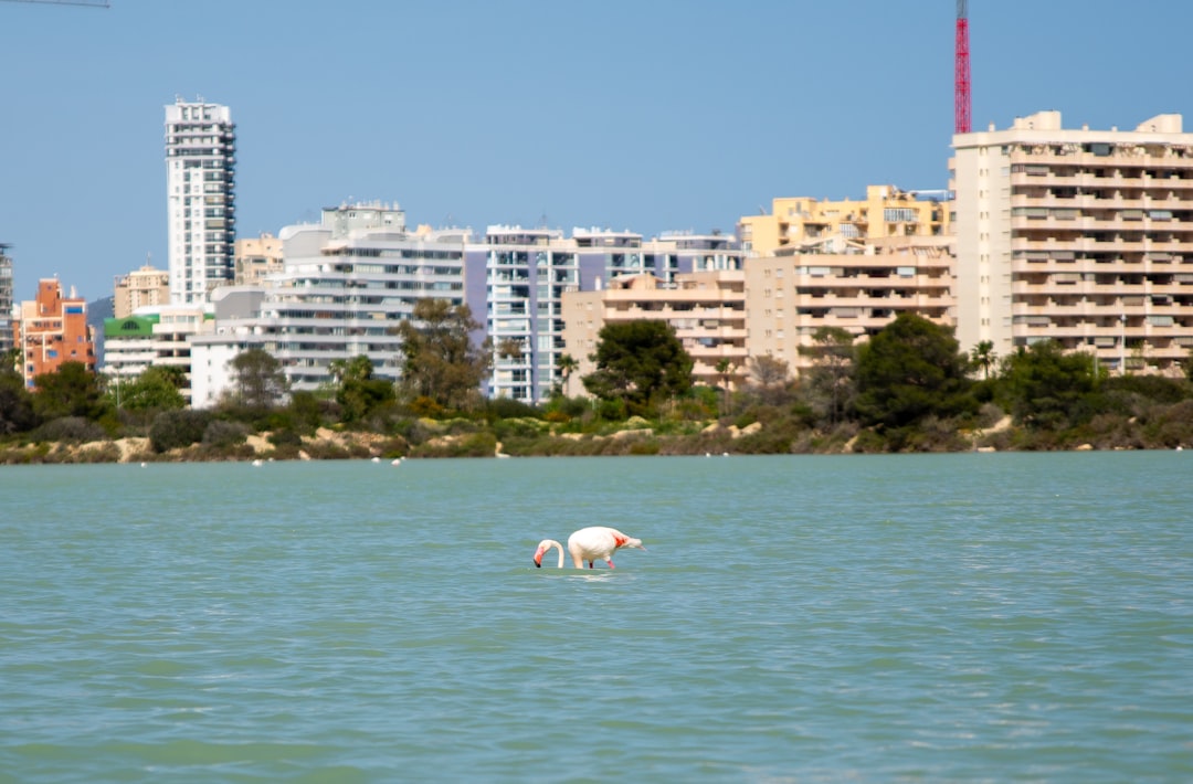 Benidorm