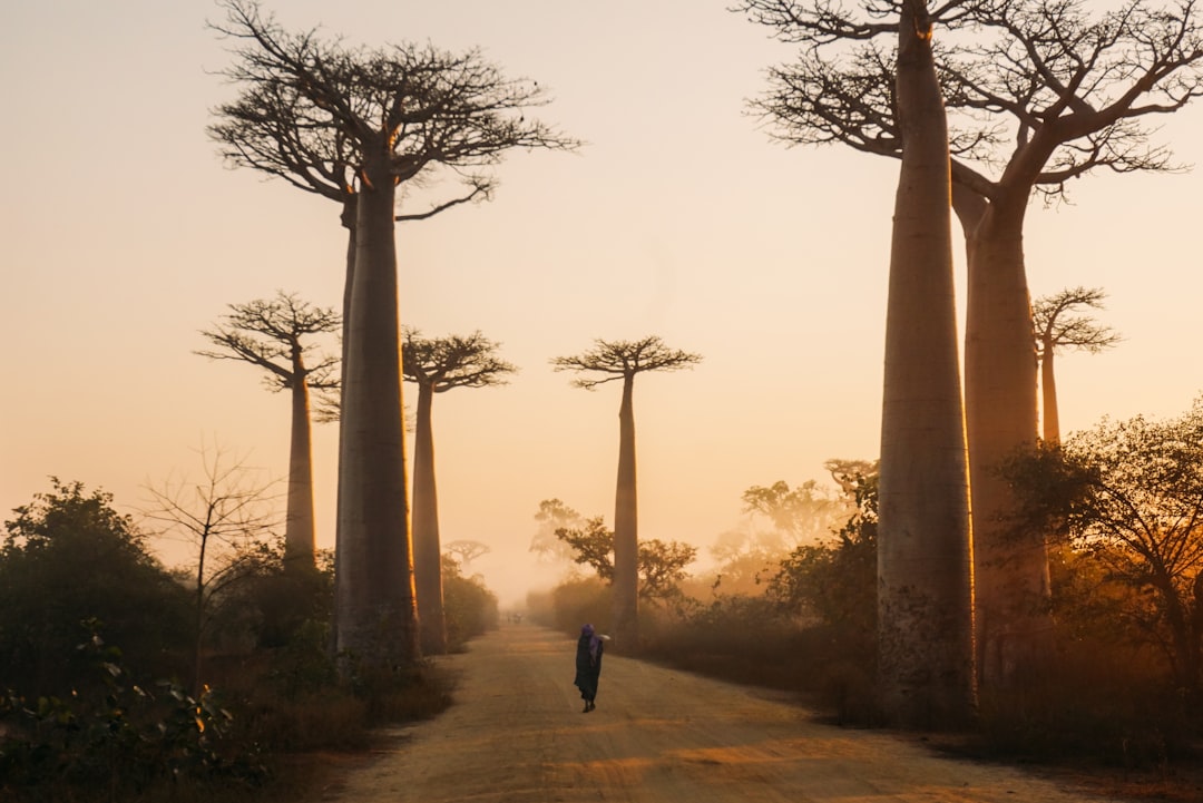 Avenue of the Baobabs (Morondava)