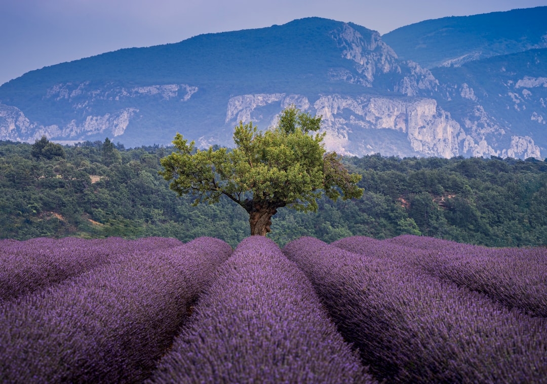 Provence-Alpes-Côte d'Azur