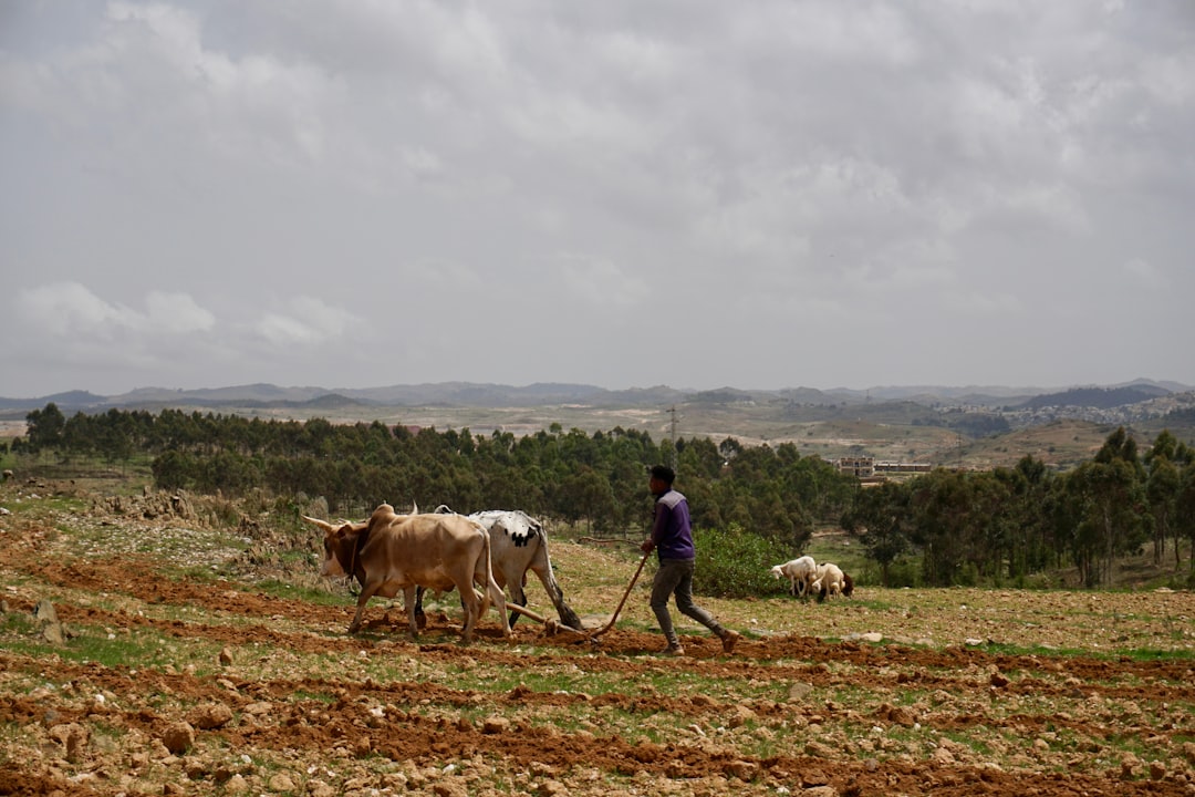 Eritrea