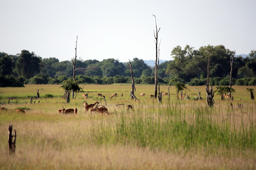 Sambia