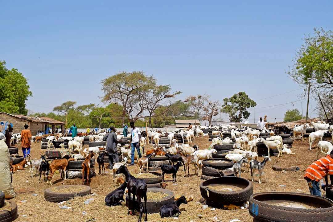 Gambia